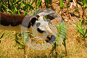 Grazing Llama in Peru