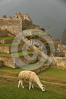 A grazing Llama at the ruines