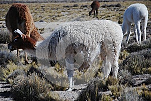 Grazing llamas