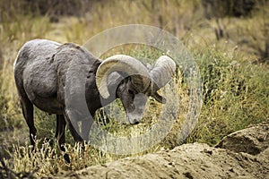 Bighorn Sheep Ram Grazes in Joshua Tree National Park