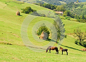 Grazing mare with her foal on beautiful green hills