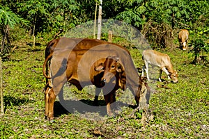 grazing in the meadow, digital photo picture as a background , taken in vang vieng, laos, asia