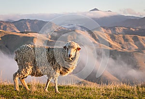 Grazing merino sheep with mountains at sunset