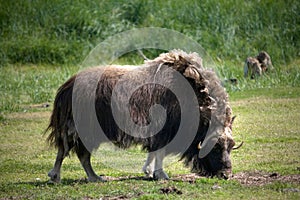 Grazing Musk Ox