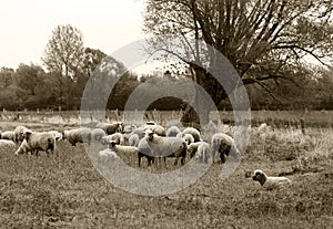 Grazing nerd sheep on meadow