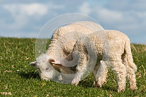 Grazing newborn lambs