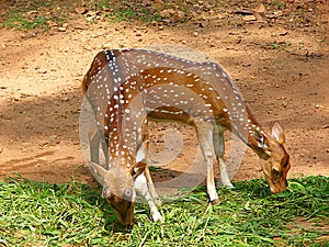 Grazing Pair of Juvenile Spotted Deer