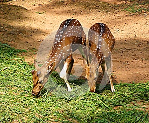 Grazing Pair of Juvenile Spotted Deer