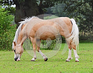 Grazing Palamino Horse