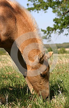 Grazing Palomino Foal