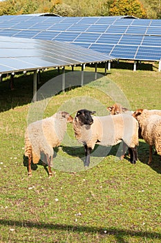Grazing photovoltaic systems with sheep