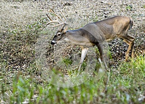 Grazing 10point