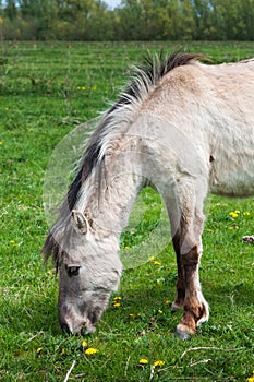 Grazing Polish primitive horse