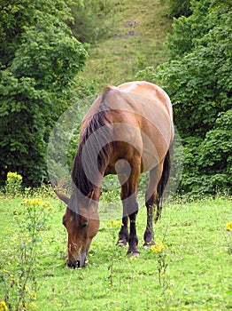 Grazing Pony 3