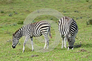 Grazing pregnant Zebra with foal