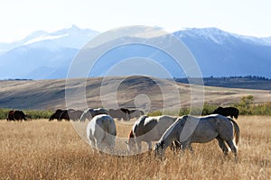 Grazing Ranch Herd