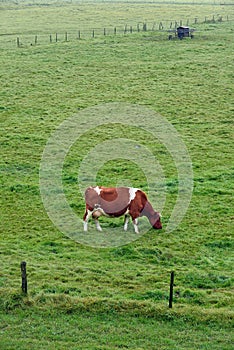 Grazing Red and White Cow