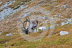 A grazing Reindeer with big antlers in Laplands Tundra