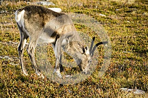 Grazing reindeer, Sweden