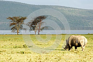Grazing rhino