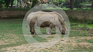 Grazing rhinoceros