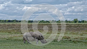 Grazing rhinoceros