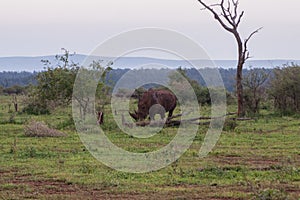 Grazing Rhinocerus photo