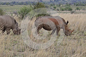 Grazing Rhinos photo