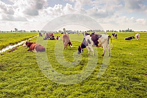 Grazing and ruminating cows