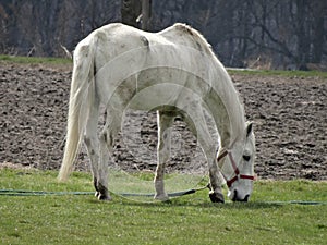 Grazing rural white horse next to a farmland