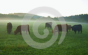 Grazing Scottish highland cattle  at sunrise