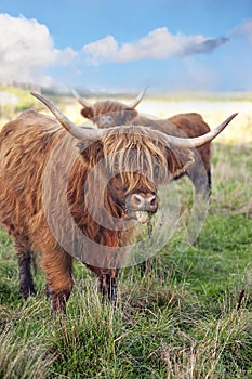 Grazing scottish highland cow