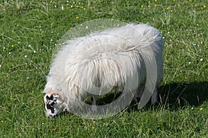 Grazing scottish sheep