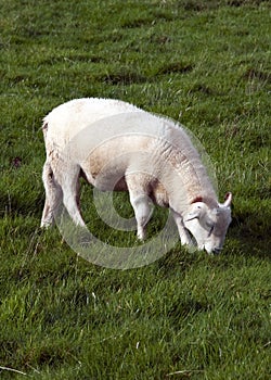 Grazing sheep