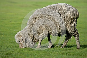 Grazing sheep