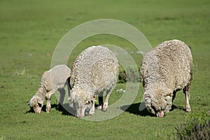 Grazing sheep