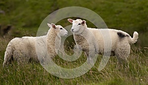 Grazing Sheep