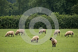 Grazing Sheep