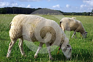 Grazing sheep