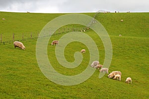 Grazing sheep