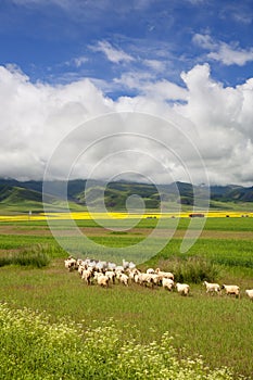 Grazing sheep