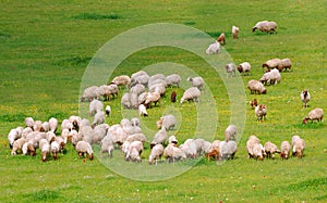 Grazing sheep