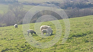 Grazing sheep