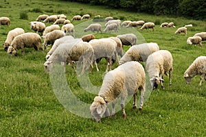 Grazing sheep