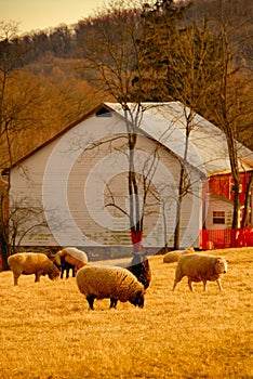 Grazing Sheep