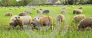 Grazing sheep.