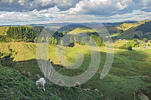 A grazing sheep above rolling pasture at Strathmore Saddle along the Forgotten World Highway in New Zealand.