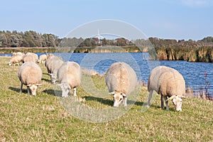 Grazing sheep along the water