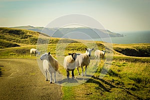 Grazing sheep at beautiful cliffs of Scotland, St Abb`s Head, UK