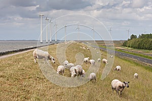 Grazing sheep with big windmills behind them